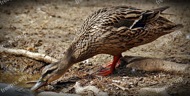 Duck Lake Birds Feathers Ducks Lake