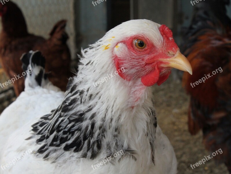 Brahma Adorable Closeup Animal Chicken