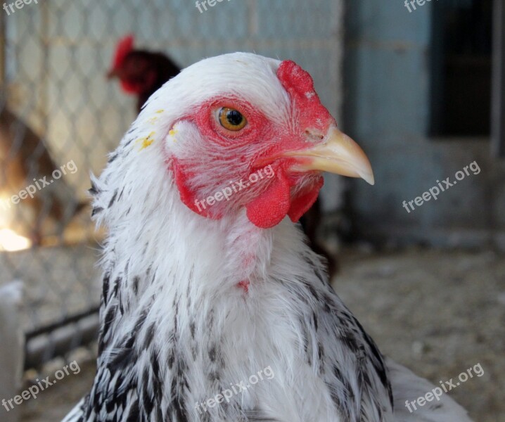 Brahma Adorable Closeup Animal Chicken