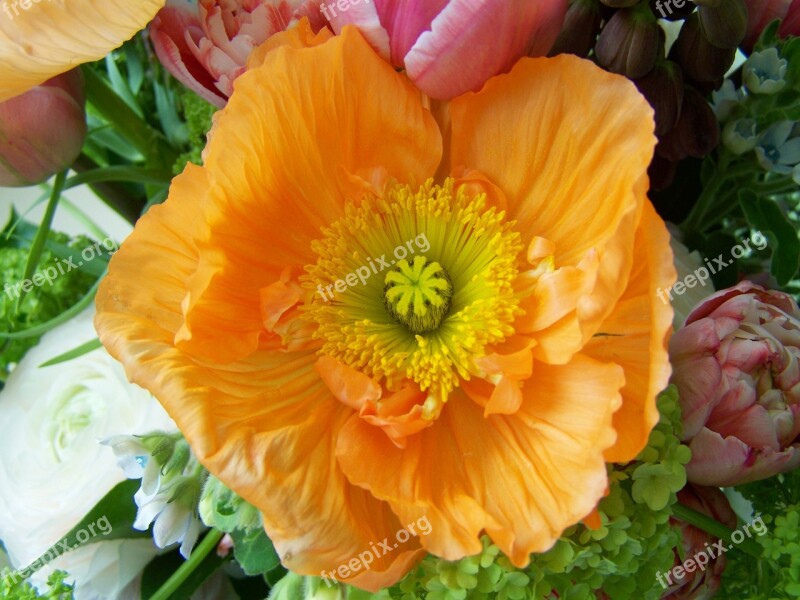 Bunch Of Flowers Orange Flower Cut Flower Free Photos