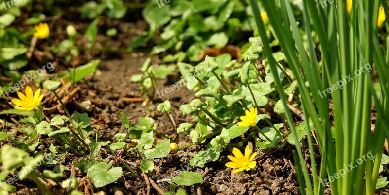 Nature Flora Ground Flower Garden