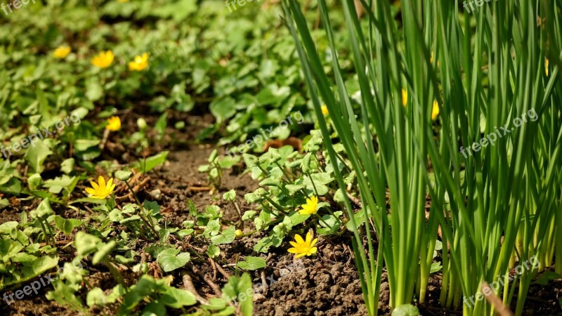 Nature Flora Ground Flower Garden