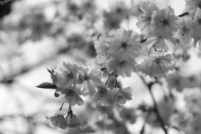 Blossom Bloom Bud Pink Cherry Blossom