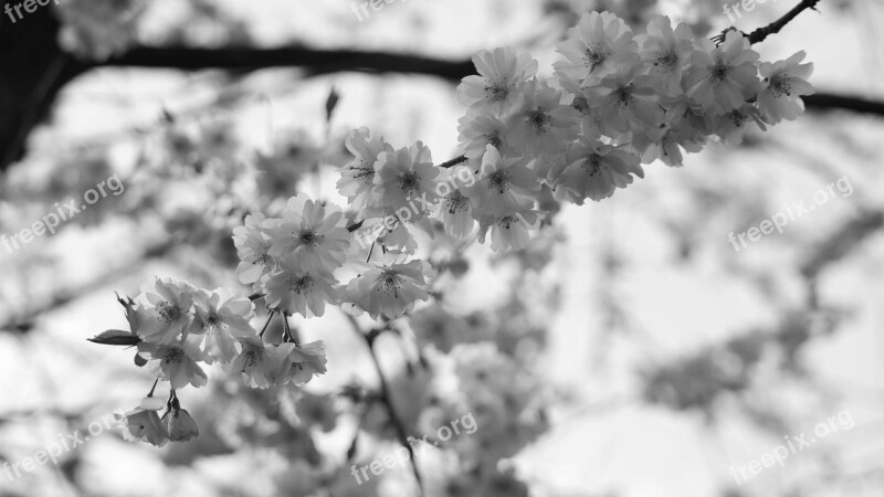 Blossom Bloom Bud Pink Cherry Blossom