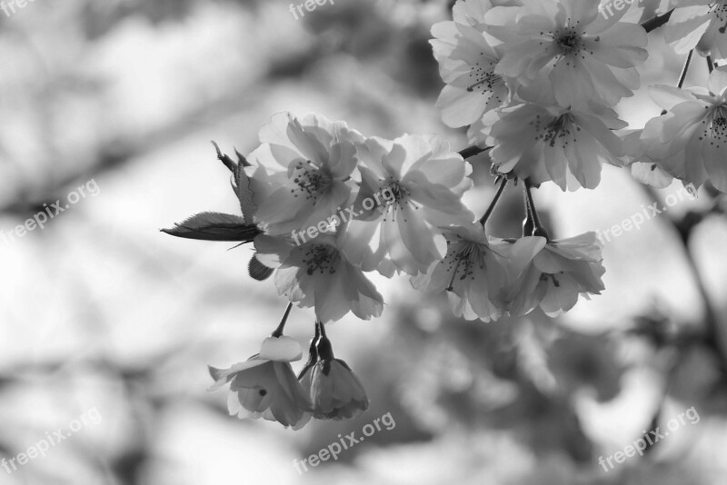 Blossom Bloom Bud Pink Cherry Blossom