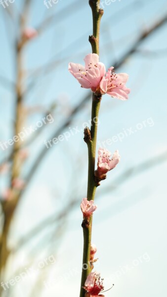 Blossom Bloom Bud Pink Peach Tree