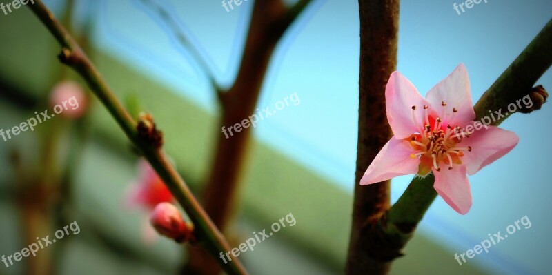 Blossom Bloom Bud Pink Peach Tree