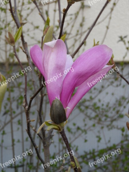 Magnolia Blossom Bloom Pink Grow