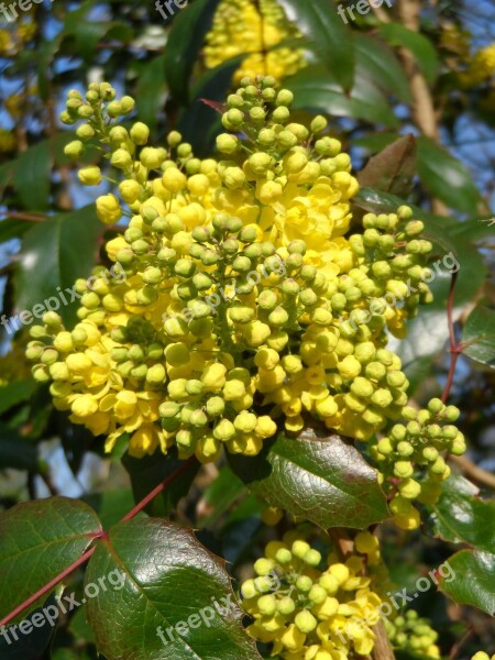 Mahogany Flowers Yellow Grow Plant