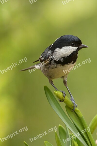 Coal Tit Periparus Ater Bird Garden Foraging