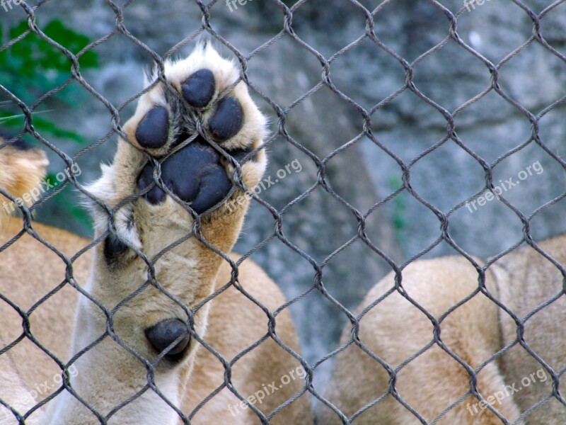 Pata Animal Leon Captivity Nature