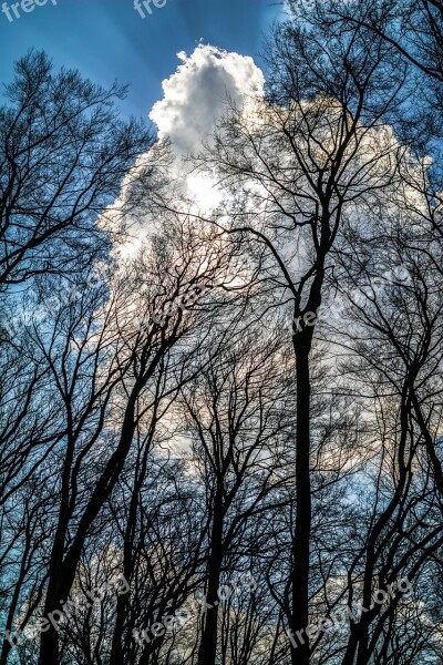 Cloud Shining Forest Sky Rays