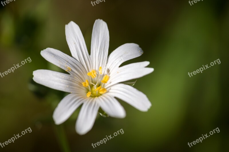 Chickweed Blossom Bloom Bloom White