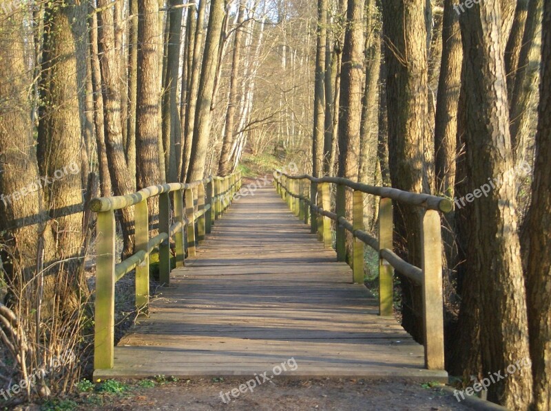 Wooden Bridge Web Forest Tree Trunks Bridge