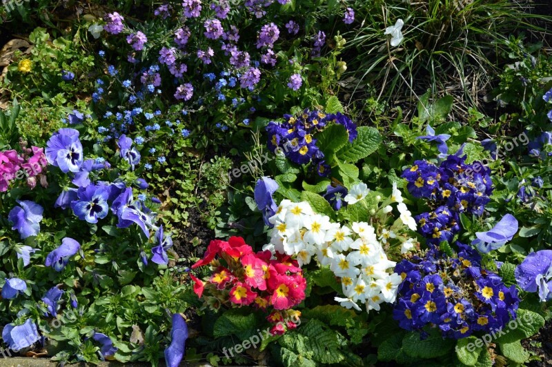 Flowers Color Spring Garden Composition