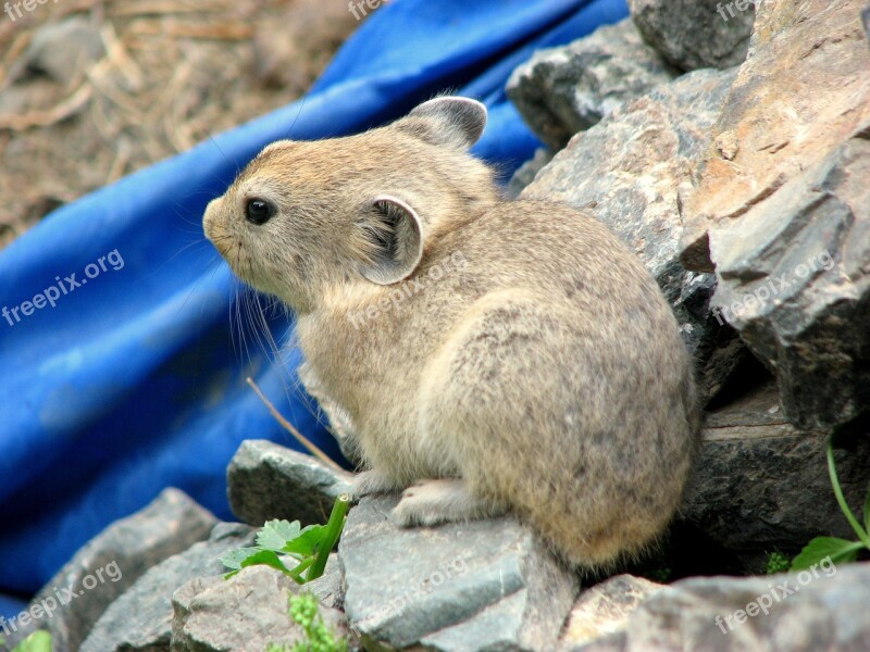 Sardinian Pika Rodent Mongolia Word Animal