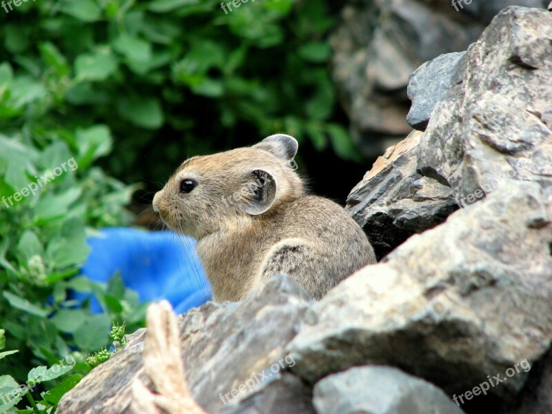 Sardinian Pika Rodent Pet Mongolia Word