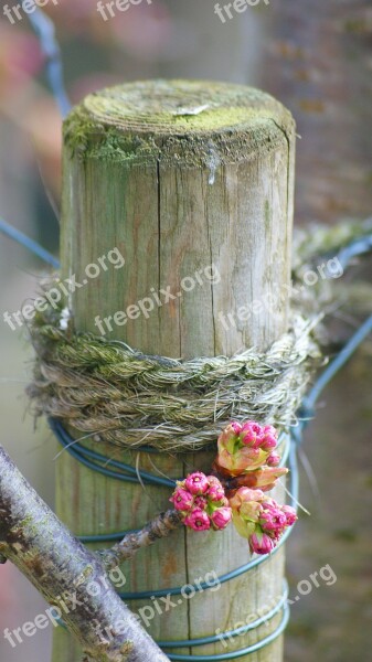 Blossom Flowers Wood Bloom Nature