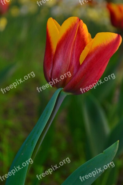 Tulip Only Green Red Summer