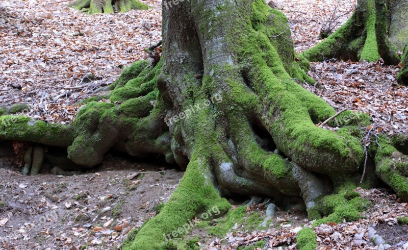 Tree Old Tree Root Nature Forest