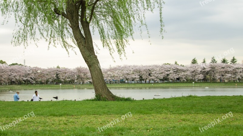 Willow Lake Spring Green Grass The Scenery