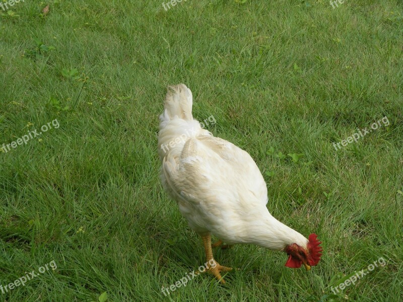 Rooster Mature Male Chickens Cockerel White Green