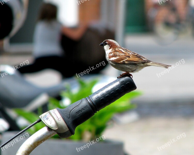 Bird The Sparrow Nature Bike Wróbelek