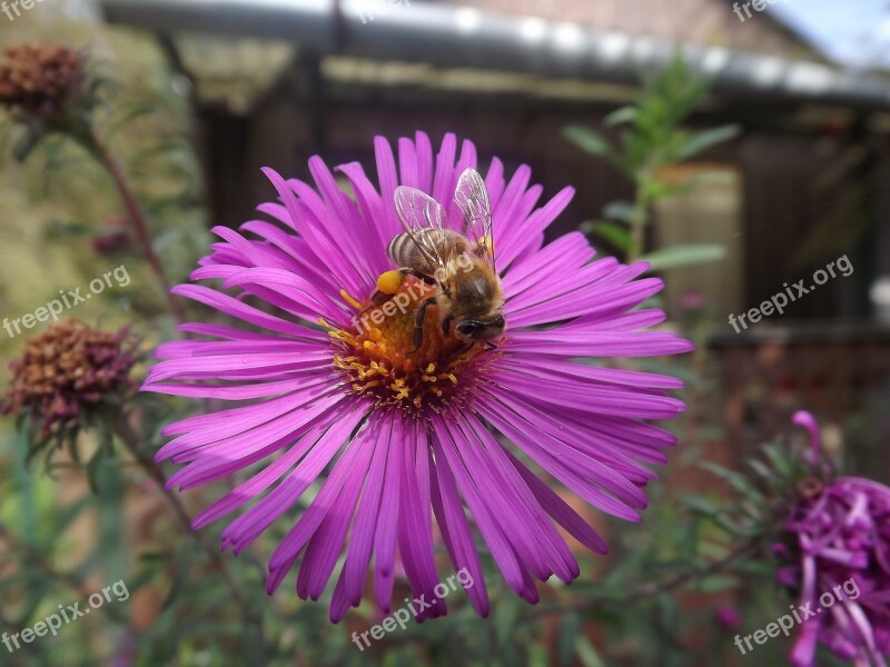 Bee Dusting Nature Spring Bloom Garden