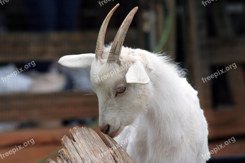 Goat Animal Farm Mammal Zoo