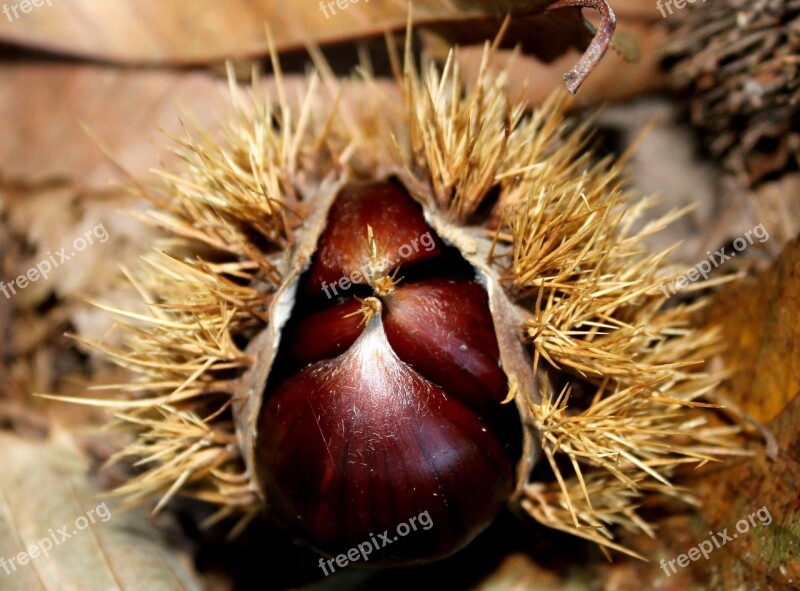 Chestnut Autumn Prickly Forest Floor Free Photos