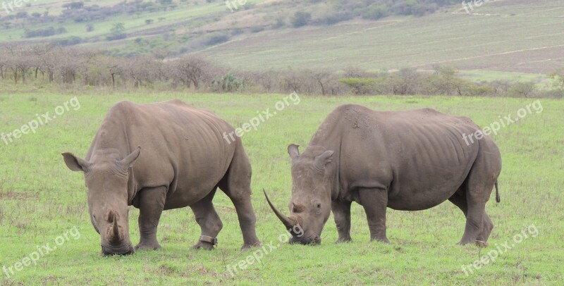 Rhino Game Horn Free Photos