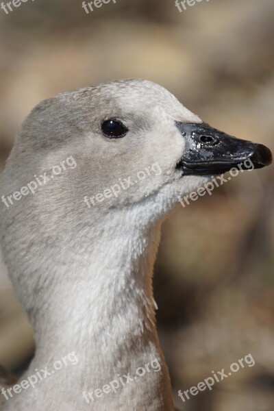 Blue Wing Goose Duck Bird Half Goose Aggressive Overawing Attitude