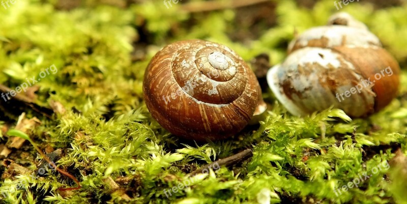 Snail Shell Green Garden Moss