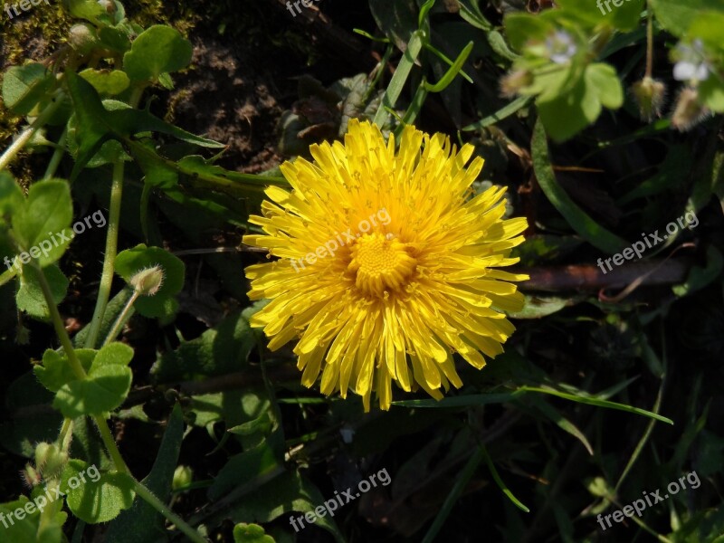 Dandelion Blossom Bloom Yellow Grow