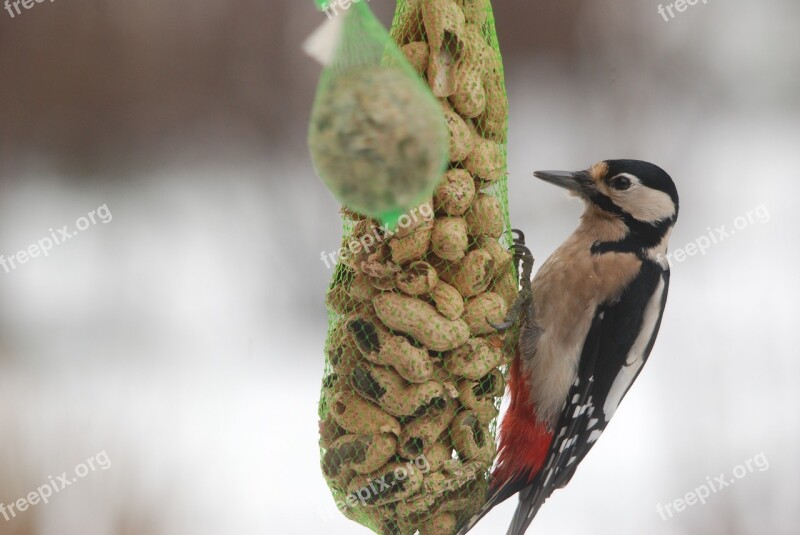 Nature Bird Woodpecker Winter Cold