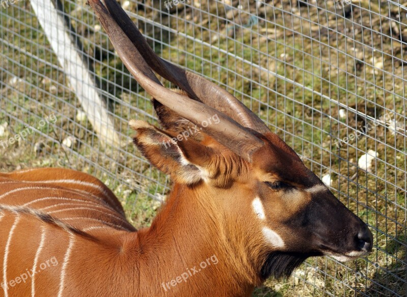 Animal Horns Wild Safari Savanna