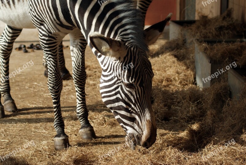 Zebra Zoo Nature Zoo Animals Africa