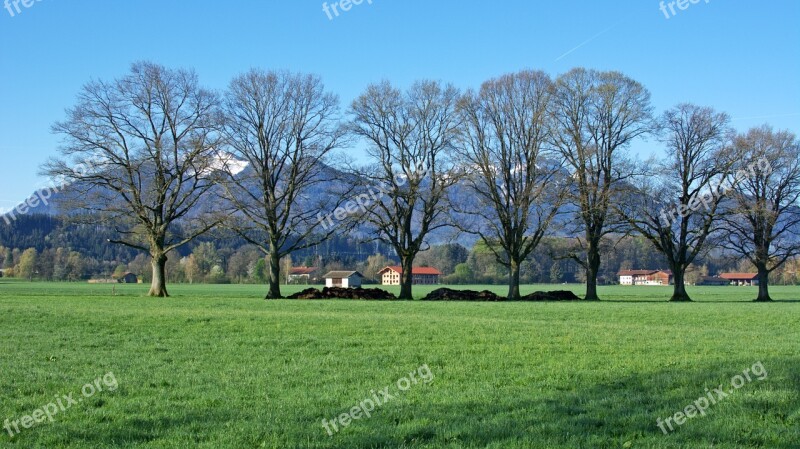 Trees Group Nature Mood Grove Of Trees