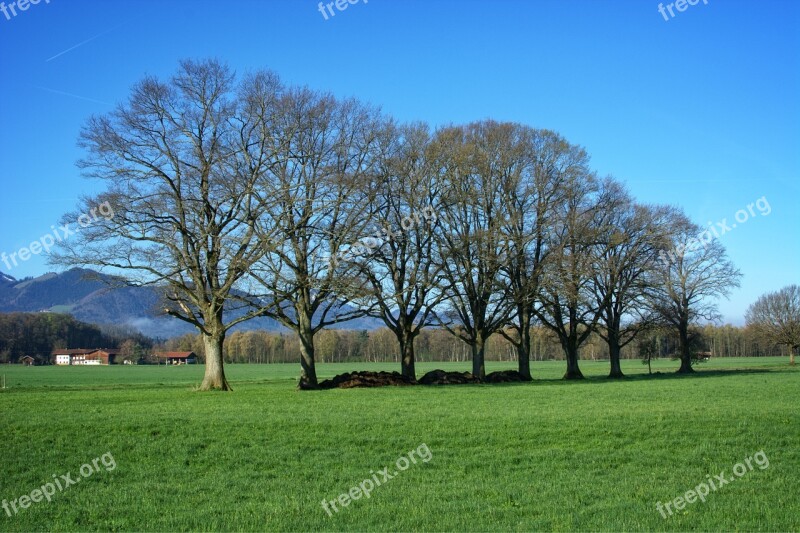 Trees Group Nature Mood Grove Of Trees