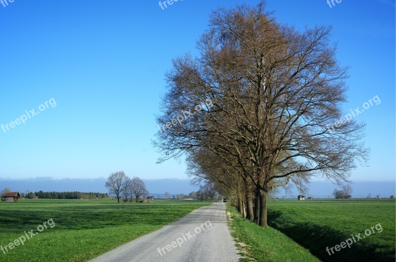 Road Away Trees Avenue Nature