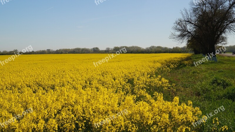 Krasnodarskiy Kray Field Spring Meadow Landscape