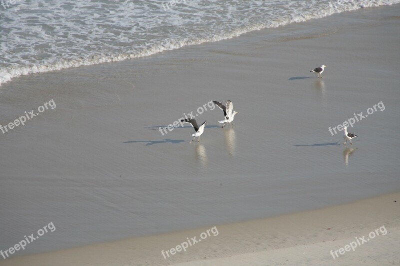 Seagulls Beach Mar Salt Water Brazil