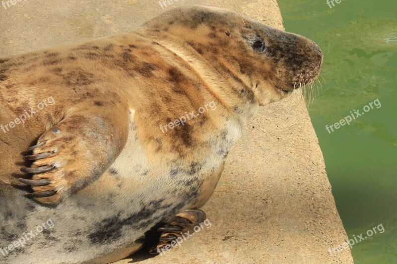 Seal Basking Animal Wildlife Free Photos