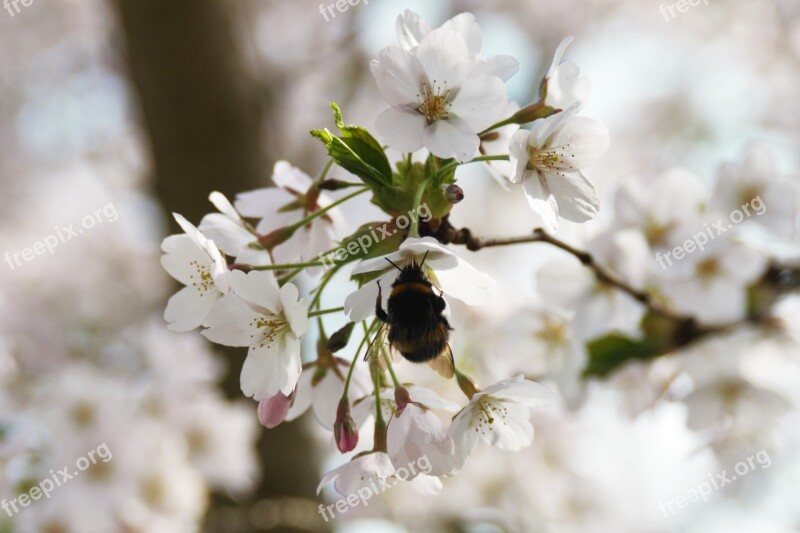 Hummel White Insect Close Up Blossom