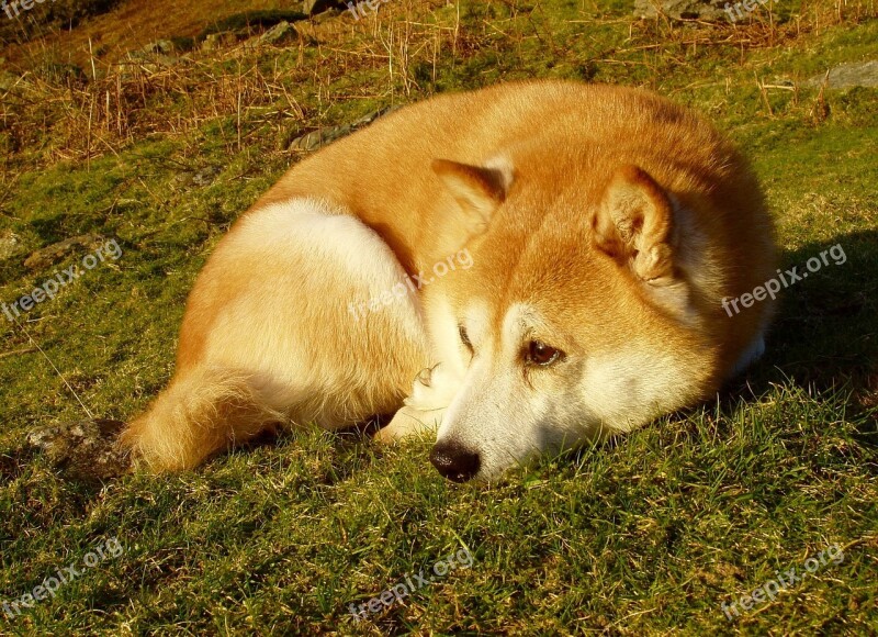 Dog Shiba Inu Red And White Sunset Shiba