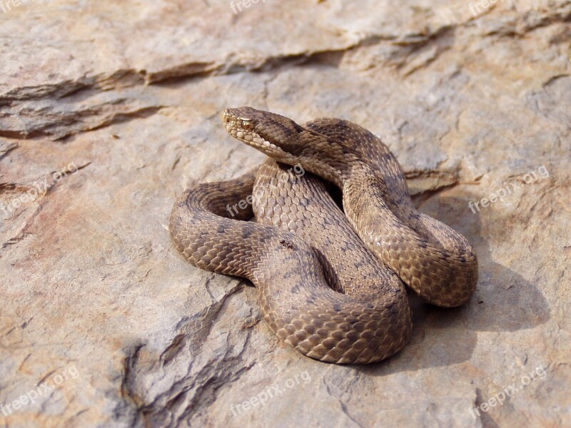 Viper Snake Aspid Nature Animals