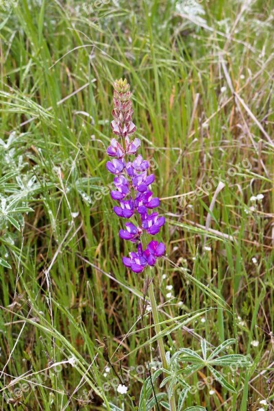 Wild Flower Wildfower Wild Flowers Plant