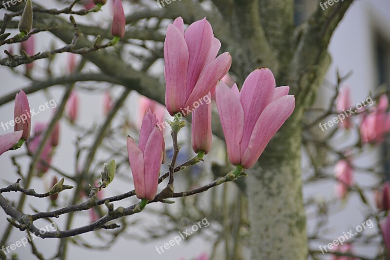 Magnolias Flowers Flora Spring Flowers Tree