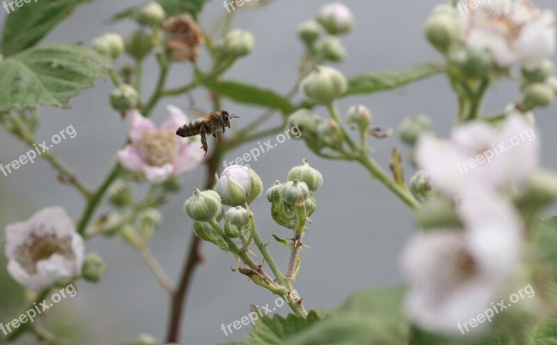 Bee Flowers Pollen Forage Garden