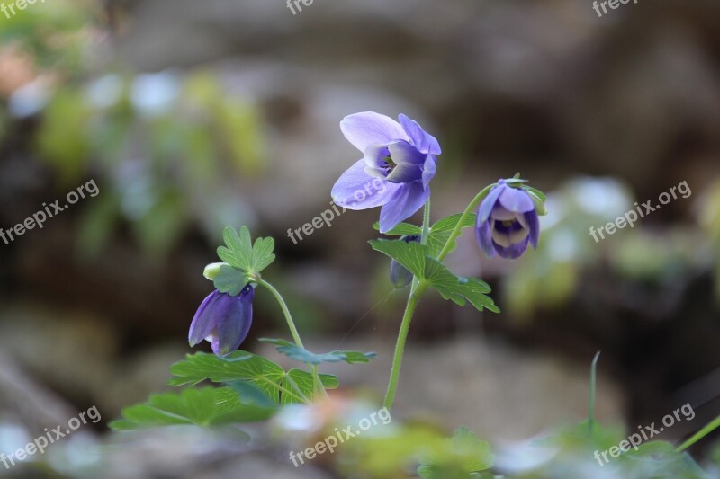 Maebaltop Sky Flowers Purple Flowers Spring Valley Flowers